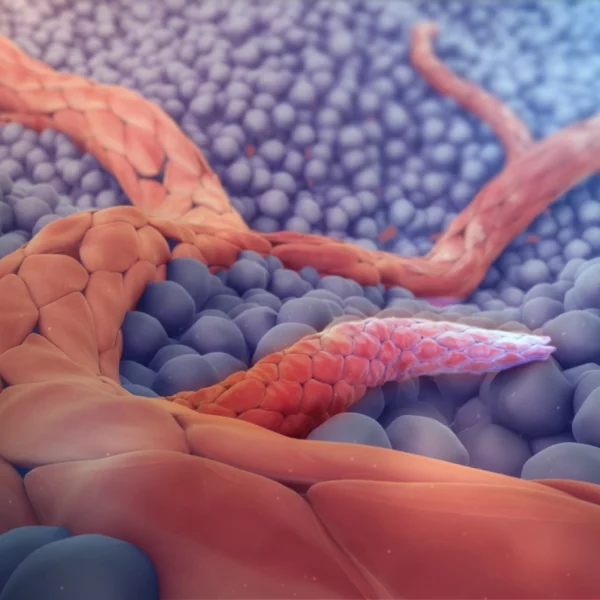 مویرگ زایی و فعالیت بدنی